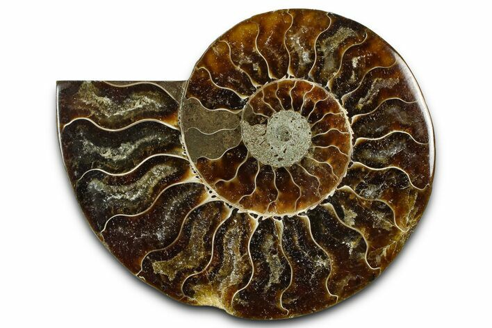 Cut & Polished Ammonite Fossil (Half) - Madagascar #377625